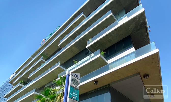 Paseo De Las Palmas