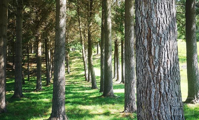 Rangatira Forest