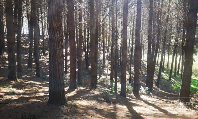 Rangatira Forest