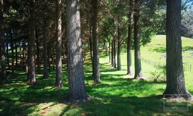 Rangatira Forest
