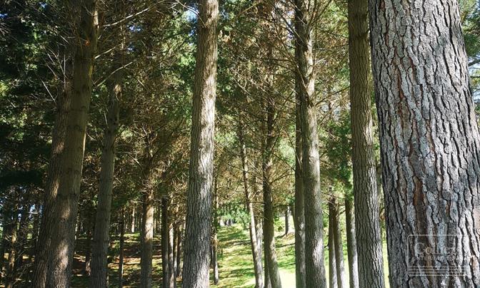 Rangatira Forest