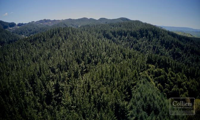 Rangatira Forest