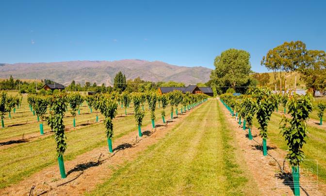 Cherry Investment with Modern Living