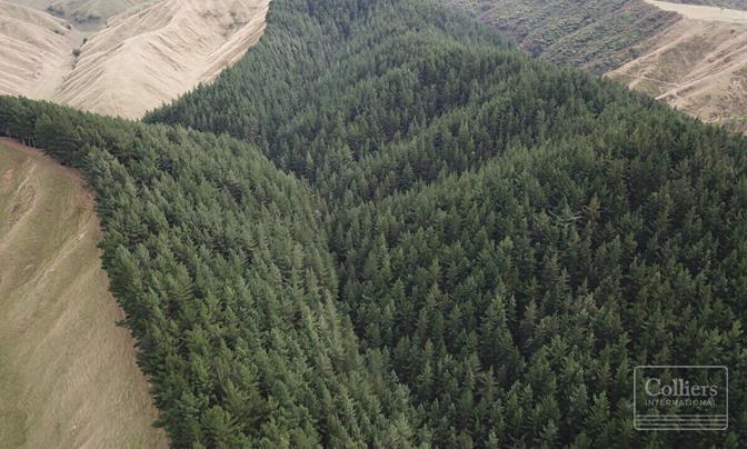 Sherriff's and Sylva Forest